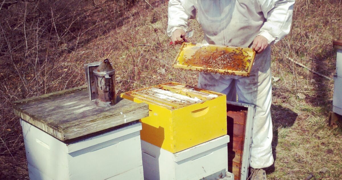 Pittsburgh Honey to Host Beginning Beekeeping Class Pittsburgh Press Releases